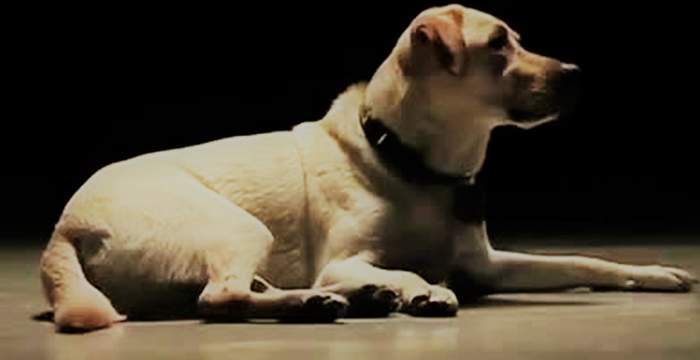 Pokaż zdjęcie: biały pies labrador leży na podłodze w ciemnym pomieszczeniu 