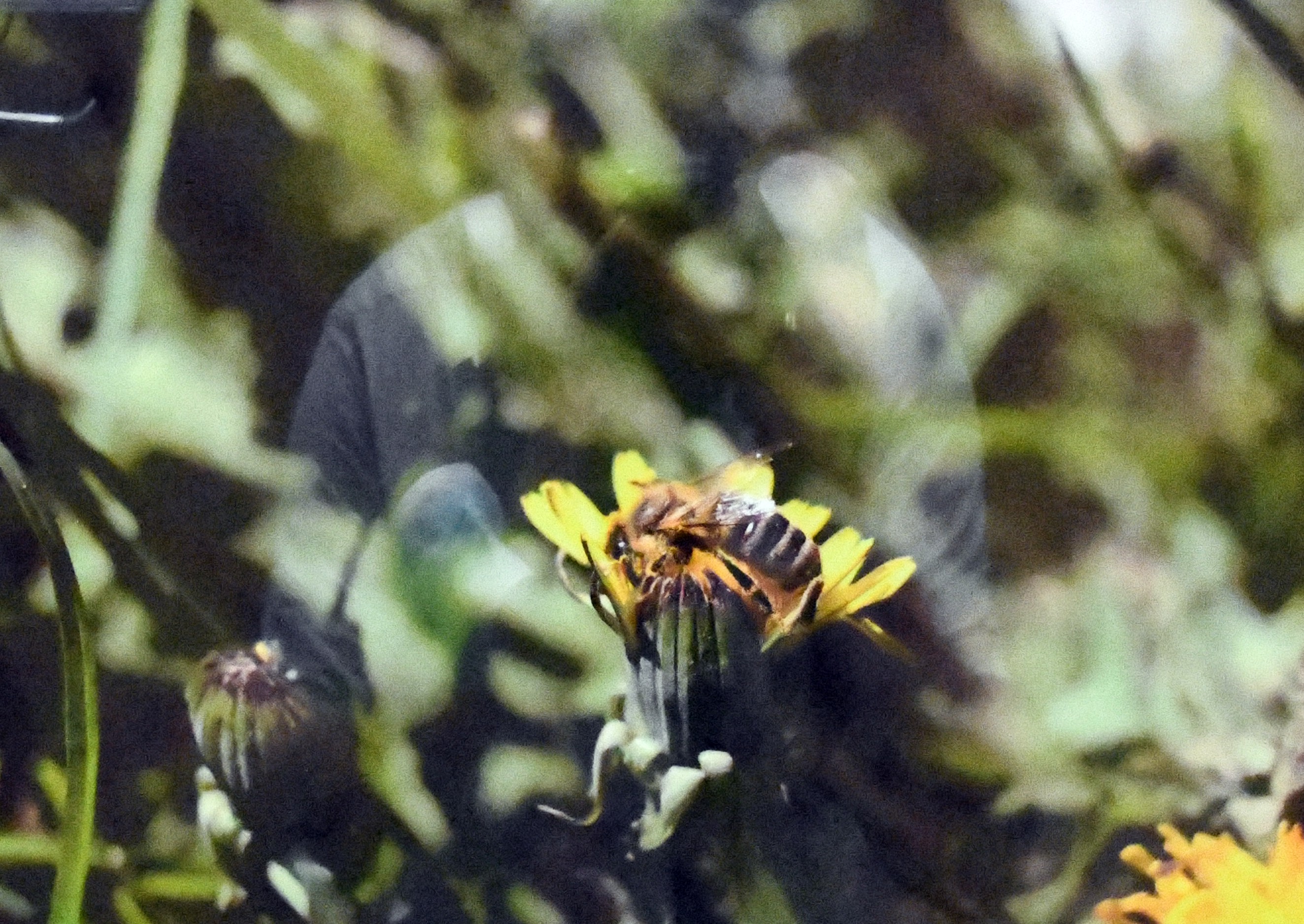 Zdjęcie wykonane przy zastosowaniu bardzo dużego zbliżenia. Dzięki tej technice pszczoła siedząca na kwiatku widoczna jest z najdrobniejszymi szczegółami. Tło zdjęcia to rozmyta, niewyostrzona łąka.