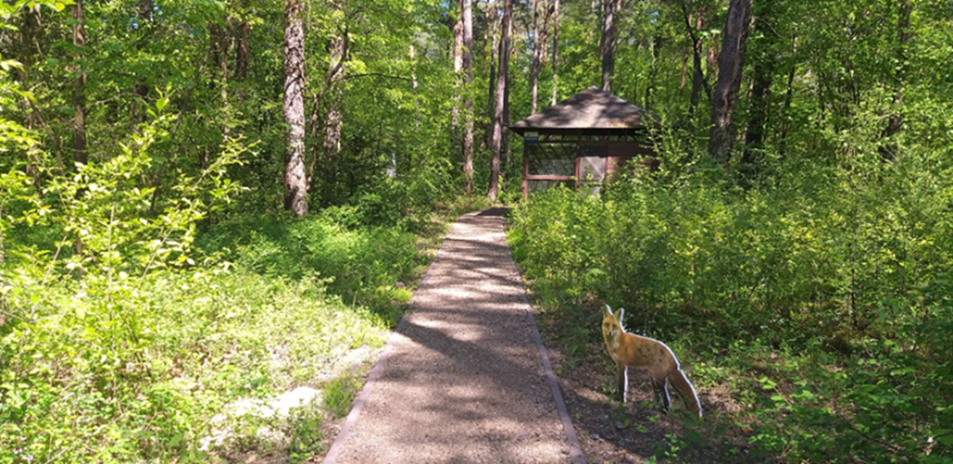 Widok ścieżki edukacyjnej w lesie dostosowanej do osób poruszających się na wózkach. Z prawej strony makieta lisa. Na końcu ścieżki drewniana altana wśród drzew.