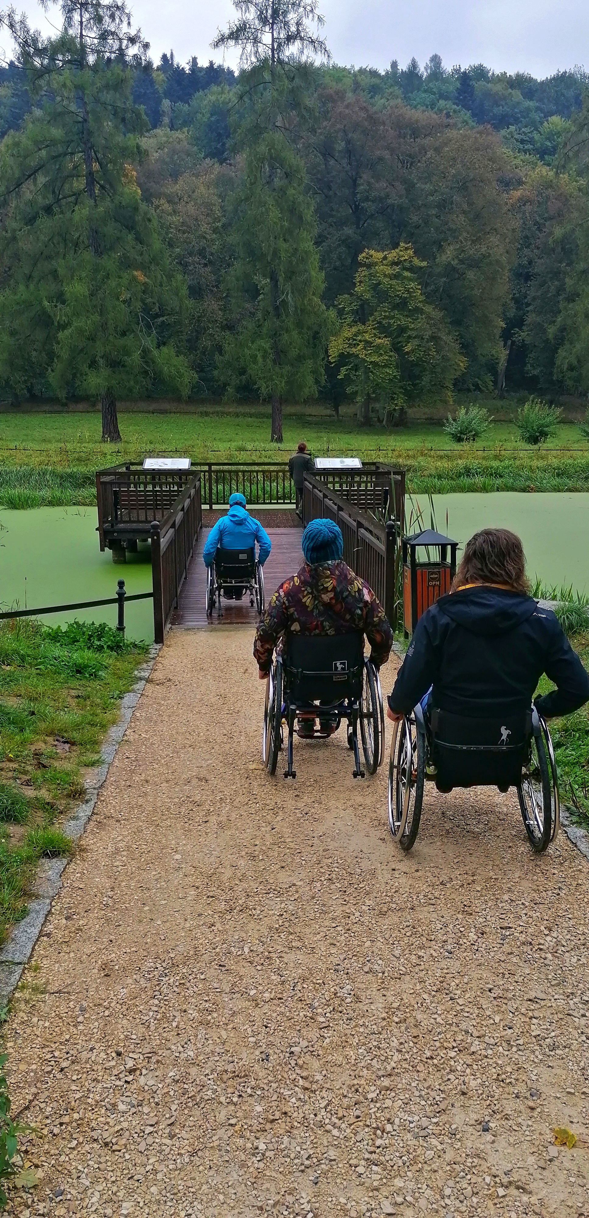Drewniany pomost nad stawem Grupa osób na wózkach inwalidzkich poruszająca się po ścieżce prowadzącej do drewnianego pomostu nad stawem. W tle widoczny jest staw porośnięty zieloną roślinnością oraz gęsty las z wysokimi drzewami.