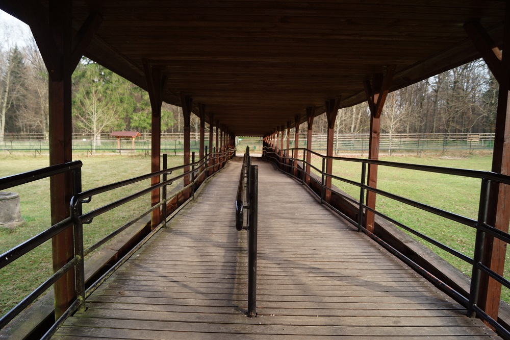 Widok drewnianego zadaszonego podjazdu dla wózków w zagrodzie żubrów.