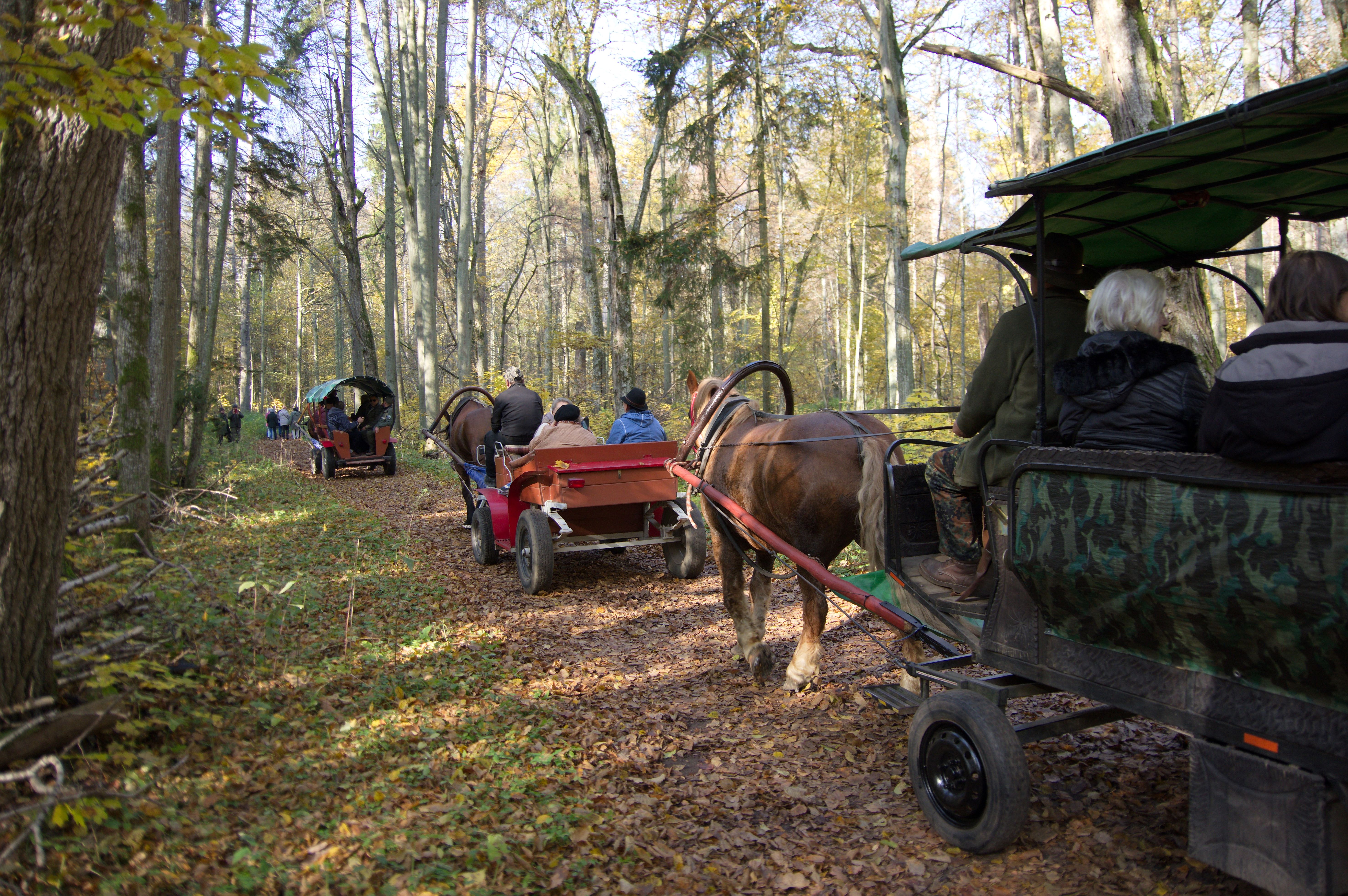 Możliwość zwiedzania Rezerwatu Ścisłego bryczką Grupa osób jedzie przez las na bryczkach konnych.