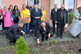 Pokaż zdjęcie: Senator RP Krzysztof Słoń sadzi sadzonki żonkili 