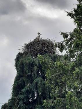 Pokaż zdjęcie: Bocian zadomowił się przed ośrodkiem