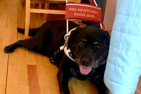 Pokaż zdjęcie: pies asystujący - przewodnik uczestniczki panelu dyskusyjnego, Danuty Grzybkowskiej