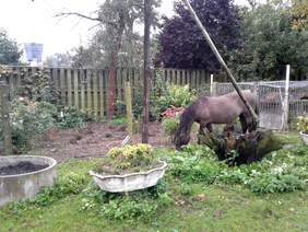 Pokaż zdjęcie: Ośrodek Hipoterapii i Rehabilitacji Konnej w Czeszewie