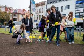 Pokaż zdjęcie: Wolontariusze sadzą żonkile. Fot Radio eM Kielce