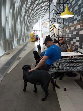 Pokaż zdjęcie: Przekazanie psów przewodników wyszkolonych przy wsparciu ze środków PFRON