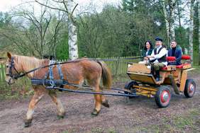 Pokaż zdjęcie: Koń ciągnie bryczkę na której siedzi woźnica, a za nim siedzi  kobieta i mężczyzna uśmiechają się. Do o koła drzewa i piaszczysta droga.