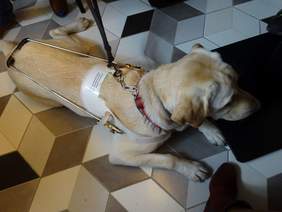 Pokaż zdjęcie: Przekazanie psów przewodników wyszkolonych przy wsparciu ze środków PFRON