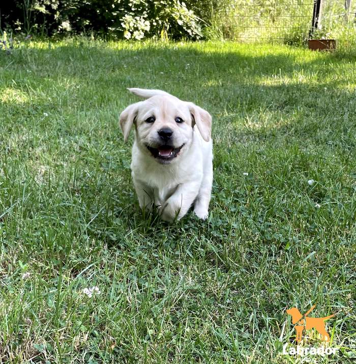 Pokaż zdjęcie: Na zielonej trawie biegnący szczeniak rasy labrador. Umaszczenie beżowe.
