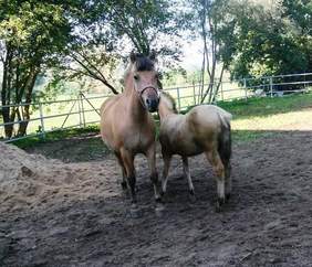 Klacz Mokka wraz ze źrebakiem Magią. Zdjęcia pochodzą ze zbiorów Fundacji Ducha.