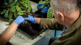 Zajęcia z horiterapii. Zdjęcie pochodzi ze zbiorów własnych Stowarzyszenia "Chronica" w Toruniu.