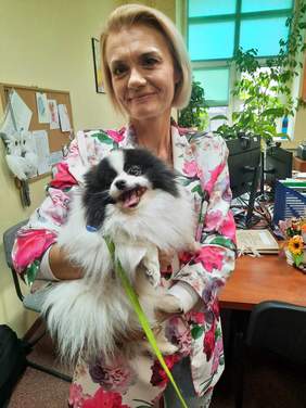 Pokaż zdjęcie: Pani trzyma na rękach psa. Pies jest w kolorze biało-czarnym i ma kudłatą sierść. Kobieta się uśmiecha. 