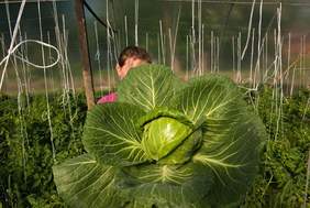 Pokaż zdjęcie: Przykład zdjęcia prezentowanego na wystawie 