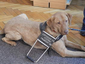 Pokaż zdjęcie: Pies asystujący Roll