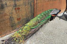 Pokaż zdjęcie: Jeden z Pawi - mieszkaniec ogrodu