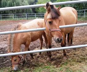 Klacz Mokka wraz ze źrebakiem Magią. Zdjęcia pochodzą ze zbiorów Fundacji Ducha.