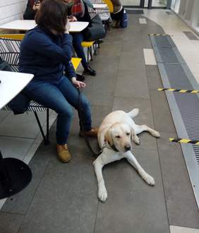 Pokaż zdjęcie: Przekazanie psów przewodników wyszkolonych przy wsparciu ze środków PFRON