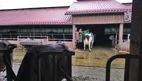 Pokaż zdjęcie: Krowi masaż