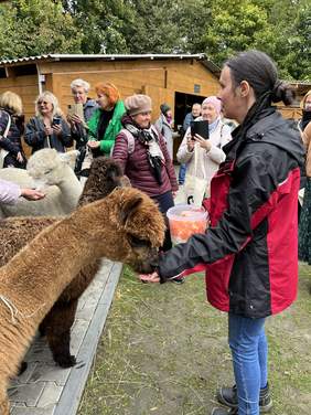 Pokaż zdjęcie: Na dworzu stoją trzy alpaki. Zwierzęta są otoczone przez ludzi, którzy je karmią, obserwują i robią zdjęcia.  