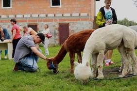 Pokaż zdjęcie: „Artystyczne i sportowe spotkania dzieci i młodzieży z niepełnosprawnością”