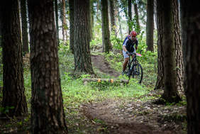 Pokaż zdjęcie: Single w lesie