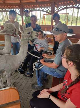 Pokaż zdjęcie: widzimy altankę w której siedzą osoby oraz dziewczynka na wózku obok stoją dwie alpaki są głaszczone przez osoby 