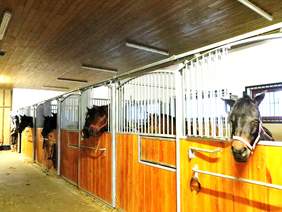 Czekając na jeźdźców - konie w stajni