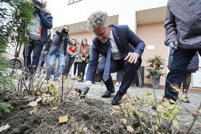 Pokaż zdjęcie: Senator Krzysztof Słoń sadzi żonkile