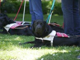 Pokaż zdjęcie: Psy asystujące przekazane osobom niewidomym i słabowidzącym w ramach projektu pn. „Budowa kompleksowego systemu szkolenia i udostępniania osobom niewidomym psów przewodników oraz zasad jego finansowania”