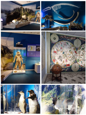 Pokaż zdjęcie: Kolaż zdjęć pokazujących sale w muzeum, znajdują się na nich okazy zwierząt, zdjęcia zwierząt polarnych, kombinezonu polarnika, map, szkieletu zwierząt.