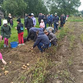 Pokaż zdjęcie: Zdjęcie dużej grupy dzieci, które zbierają z pola ziemniaki na czas