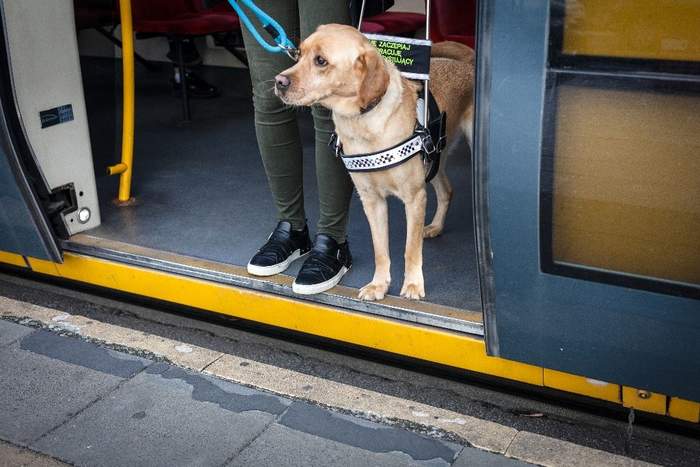 Pokaż zdjęcie: Na zdjęciu pies przewodnik wraz z opekunem wysiadający z tramwaju