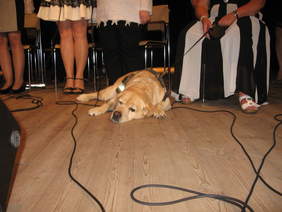 Pies przewodnik osoby niepełnosprawnej