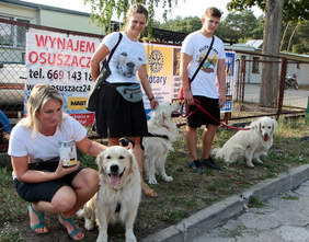 Pokaż zdjęcie: Zbiórka pieniędzy przez wolontariuszy