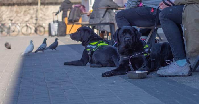 Pokaż zdjęcie: Dwa czarne psy asystujące siedzą na chodniku z przymocowanym na plecach napisem „Pies Asystujący”. Psy trzymane są na smyczy przez osoby siedzące na ławce. W tle widoczne są gołębie chodzące po chodniku. 