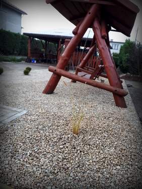 Pokaż zdjęcie: W ŚDS w Aleksandrowie Kujawskim powstał ogród sensoryczny