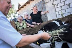 Uczestnik projektu karmi cielaki