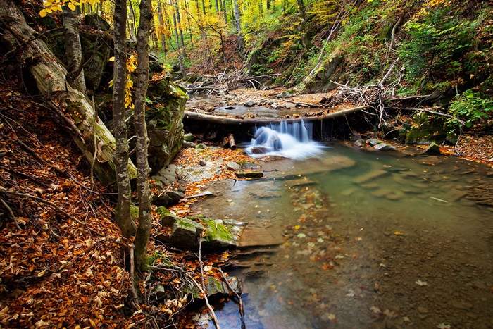 Pokaż zdjęcie: leśny potok