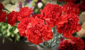 Pokaż zdjęcie: Bukiet czerwonych goździków