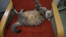 Pokaż zdjęcie: Maskotka