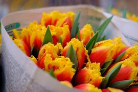 Bukiet tulipanów o barwie pomarańczowo-żółtej