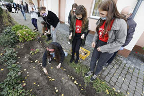 Pokaż zdjęcie: Wolontariusze sadzą żonkile