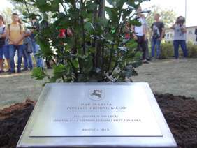 Pokaż zdjęcie: Tabliczka pamiątkowa przy zasadzonym dębie