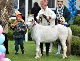 Pokaż zdjęcie: Zdjęcie białego kucyka, który stoi na trawie pośród dzieci i dorosłych.