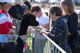 Grupa osób stoi koło czarne lamy