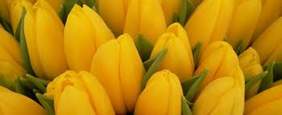 bukiet żółtych tulipanów