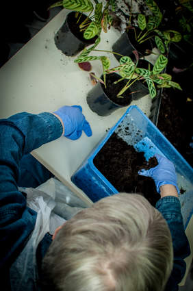 Zajęcia z horiterapii. Zdjęcie pochodzi ze zbiorów własnych Stowarzyszenia "Chronica" w Toruniu.