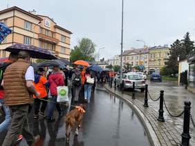 Widok z tyłu na idący w deszczu tłum. Jedna z osób prowadzi na smyczy brązowego sredniej wielkości psa. Widać budynki miasta, stojące samochody.